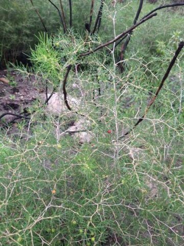 Asparagus lignosus after fire